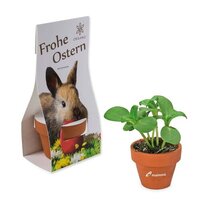 Logo-Töpfchen Überreichverpackung mit Samen - Ostern