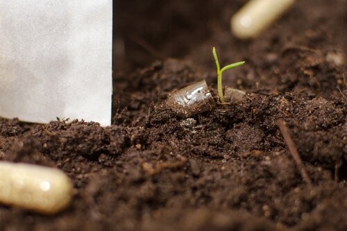 5 Seedpills im Pergamintütchen