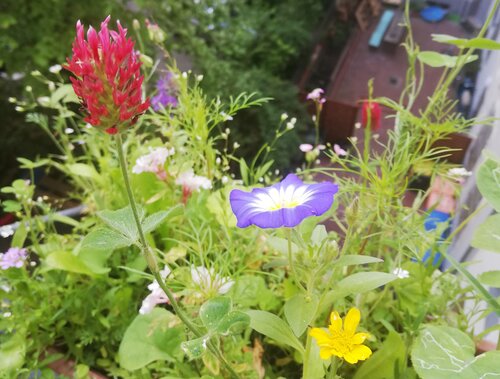 1 Seedbomb im Pergamintütchen - Bienen & Schmetterlinge