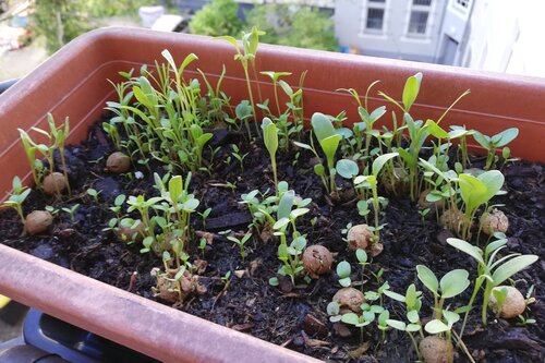 1 Seedbomb im Pergamintütchen - Bienen & Schmetterlinge