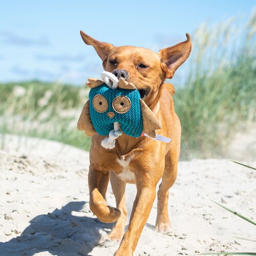 Hundespielzeug Eule