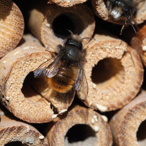 Insektenhotel aus Holz