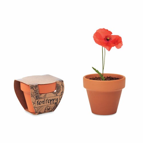 RED POPPY Terracotta-Topf Mohnblume