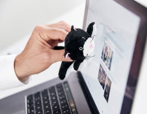 Bildschirmreiniger Katze