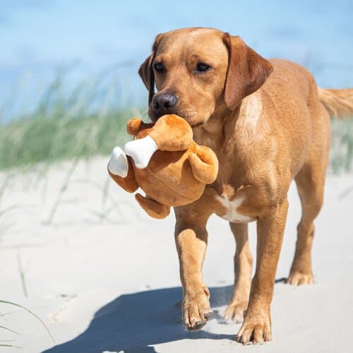 Hundespielzeug Hähnchen