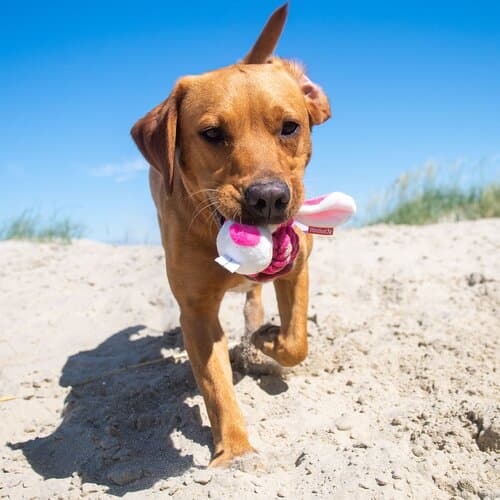 Hundespielzeug Knotentier Hase