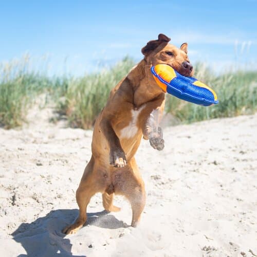 Hundespielzeug Flying Disc