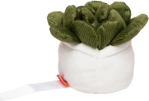 Schmoozies® Evergreenies® Sukkulente