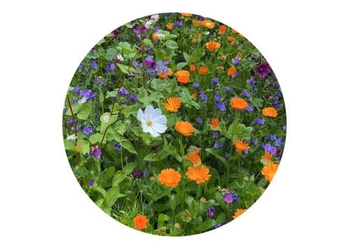 Tüte mit 4 Gramm Schnittblumensamen