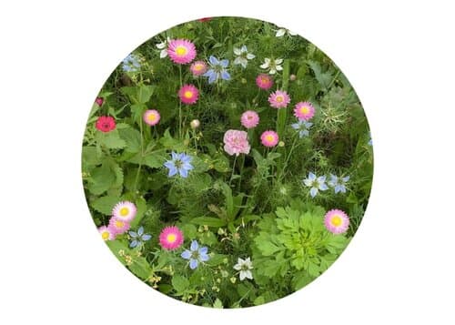 Saatgutbeutel getrocknete Blumen 4 Gramm