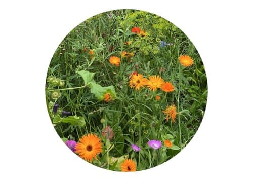 Tüte mit 4 Gramm Wildblumensamen