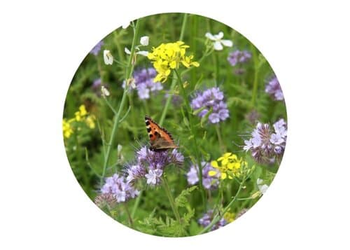 Tüte mit 4 Gramm Bienen- & Schmetterlingsblüten